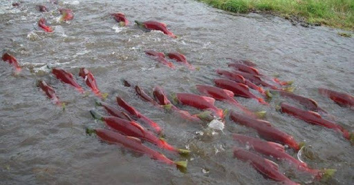 Ikan Migrasi dari rumah
